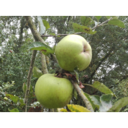 Pommes bio vertes - 1 Kgr